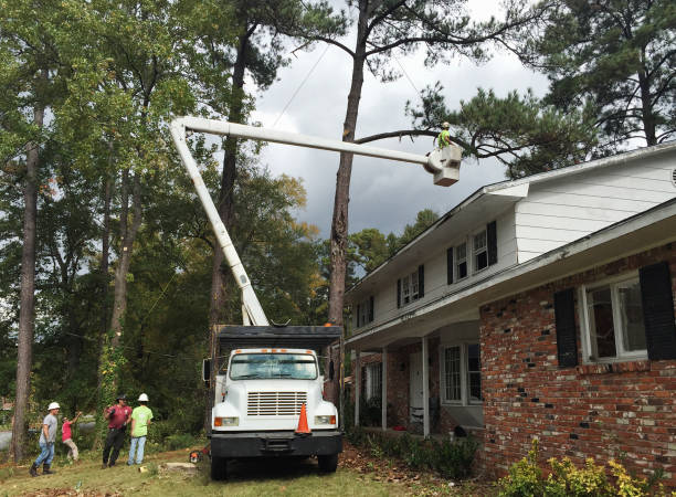 Professional Tree Services in Balmville, NY