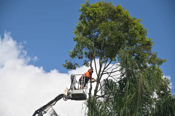 Best Arborist Consultation Services  in Balmville, NY